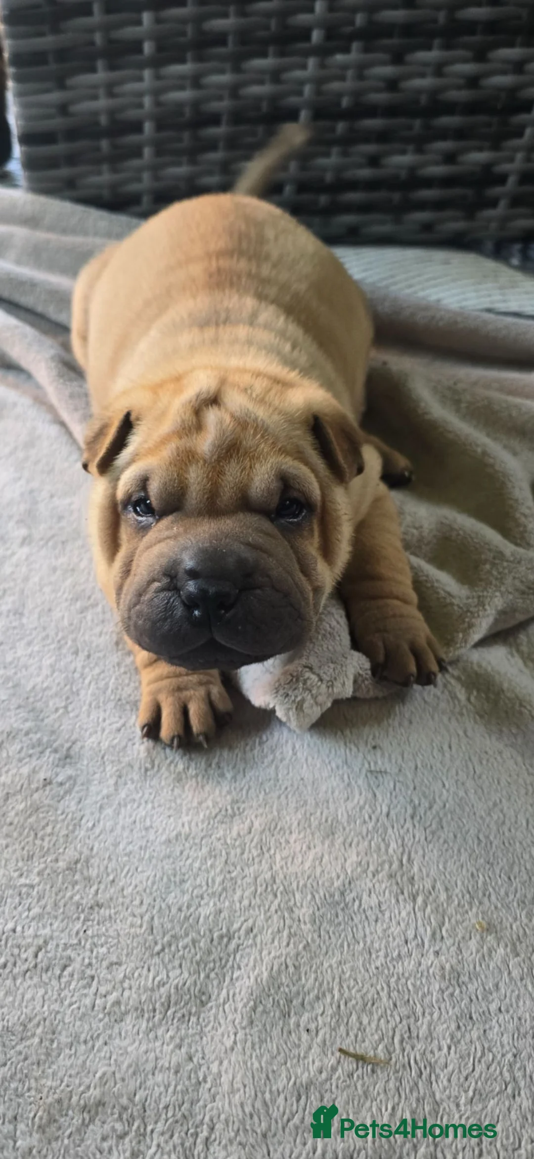 Shar Pei dogs for sale: 3 Shar pei puppies available in Ballymena - Advert 2