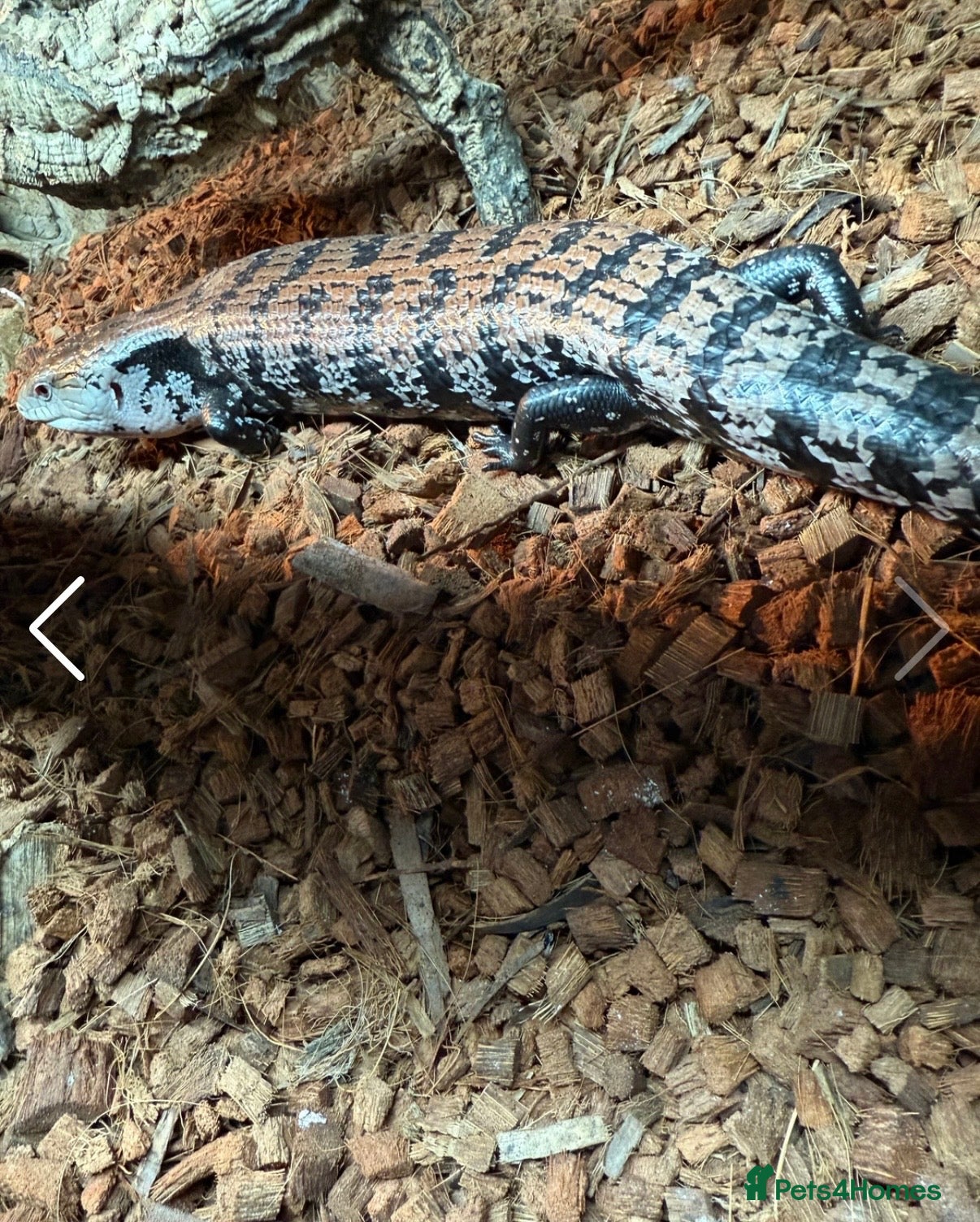 Skink reptiles Blue tongue skink for sale - Advert 1