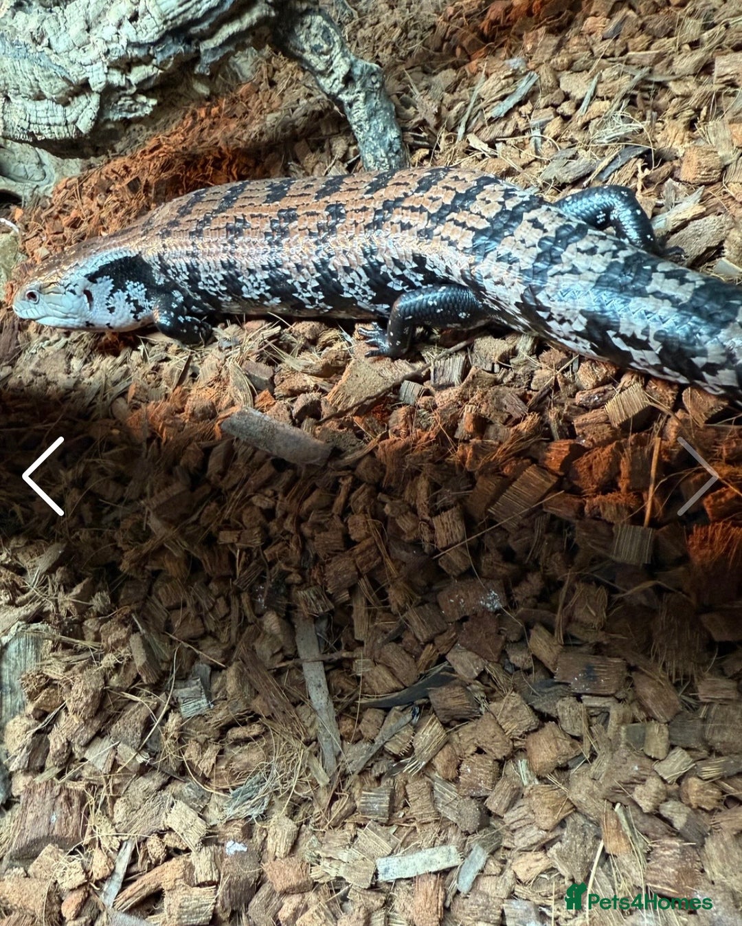 Skink reptiles for sale: Blue tongue skink for sale - Advert 1