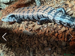 Skink reptiles Blue tongue skink for sale - Advert 1