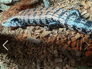 Skink reptiles Blue tongue skink for sale - Advert 3
