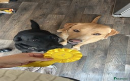Labrador Retriever dogs for stud: Proven Health tested Lab Stud  in Chesterfield - Image 7