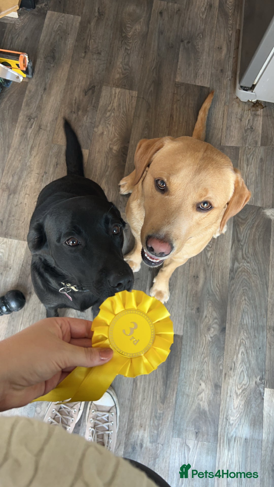 Labrador Retriever dogs for stud: Proven Health tested Lab Stud  in Chesterfield - Image 7