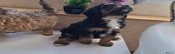 Cavapoo dogs for sale: Irresistibly Cute Cavapoo Puppies in Nottingham - Advert 5