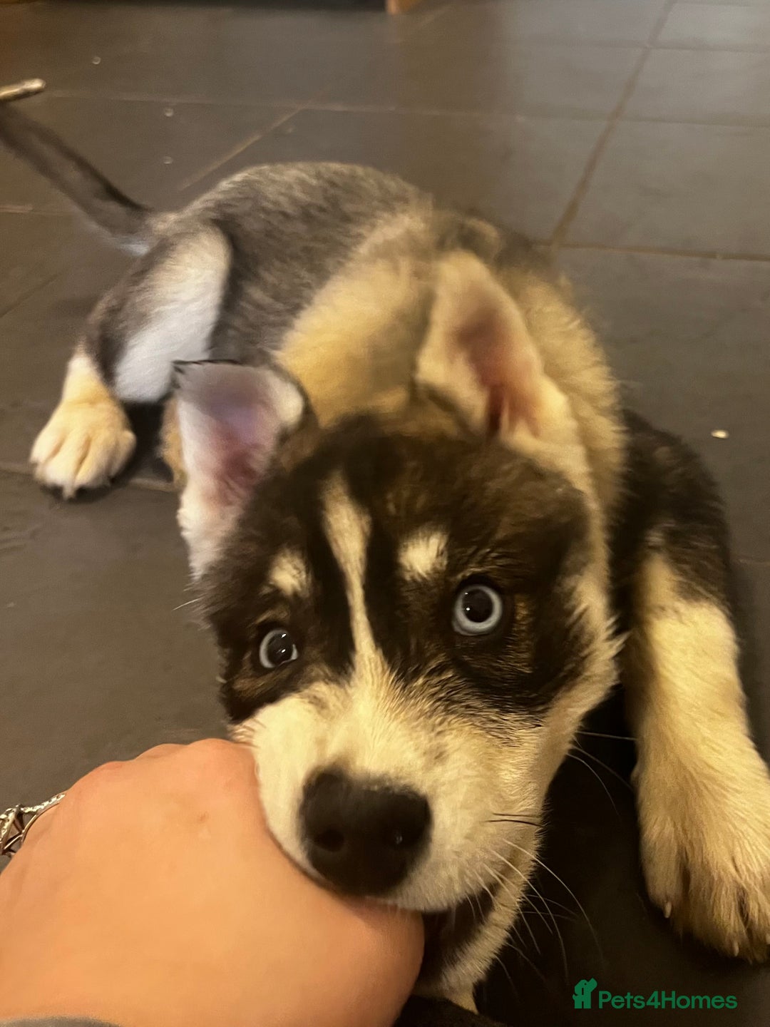 Siberian Husky dogs for sale: Stunning Husky Puppies - Advert 3