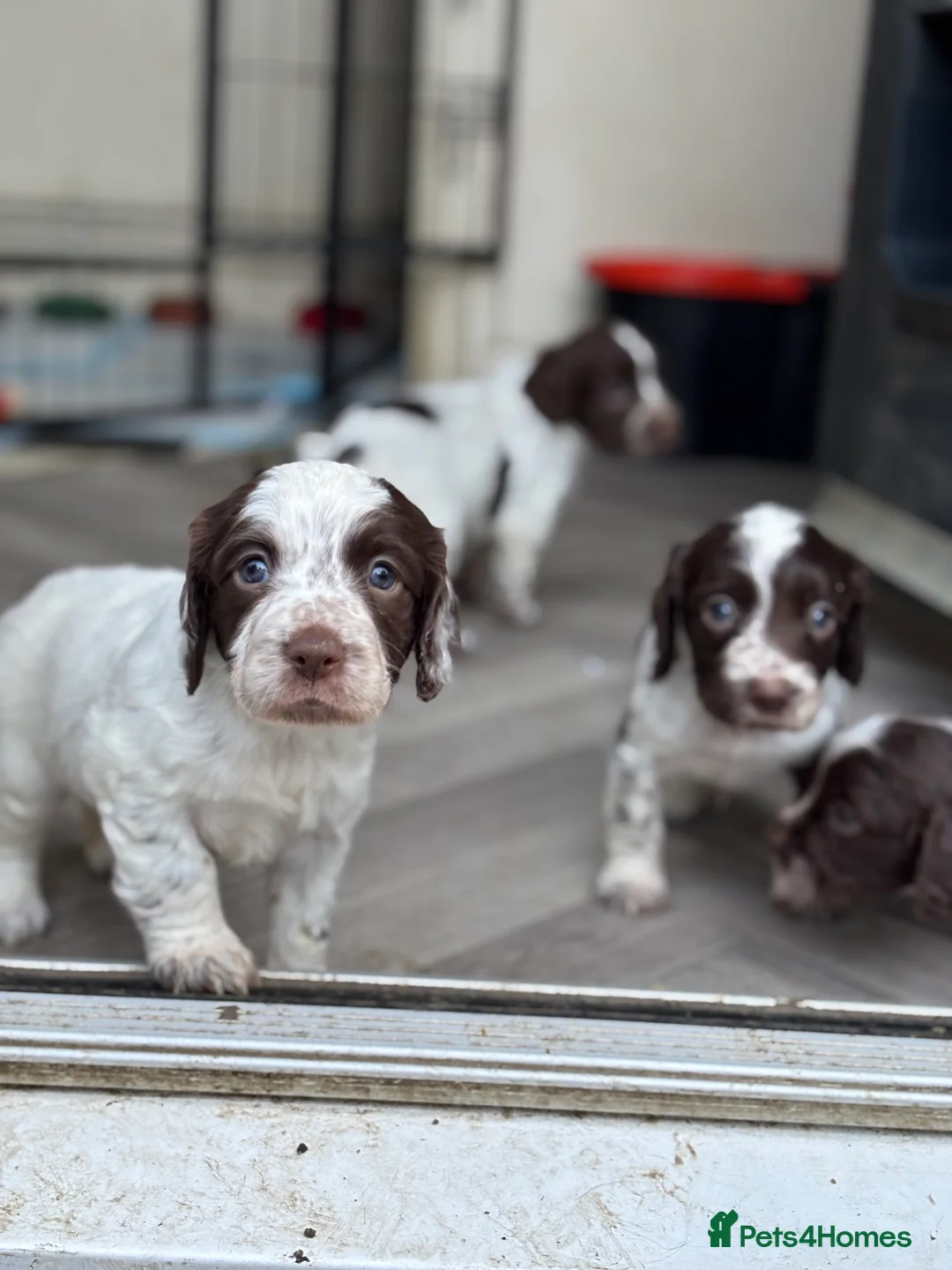 Sprocker dogs for sale: Sprocker bitch puppies  - Advert 5