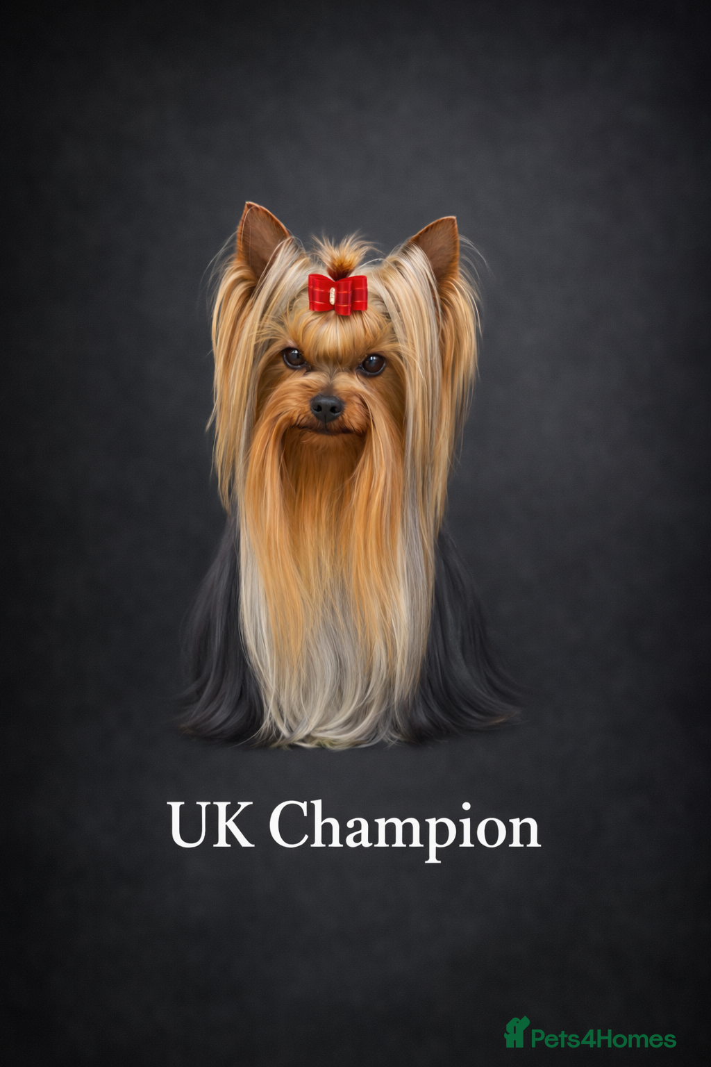Yorkshire Terrier dogs KC REG UK Champion 🏆Yorkshire terrier for STUD - Advert 3