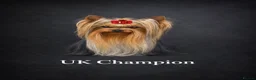 Yorkshire Terrier dogs for stud: KC REG UK Champion 🏆Yorkshire terrier for STUD - Advert 1