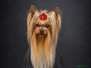 Yorkshire Terrier dogs KC REG UK Champion 🏆Yorkshire terrier for STUD - Advert 3