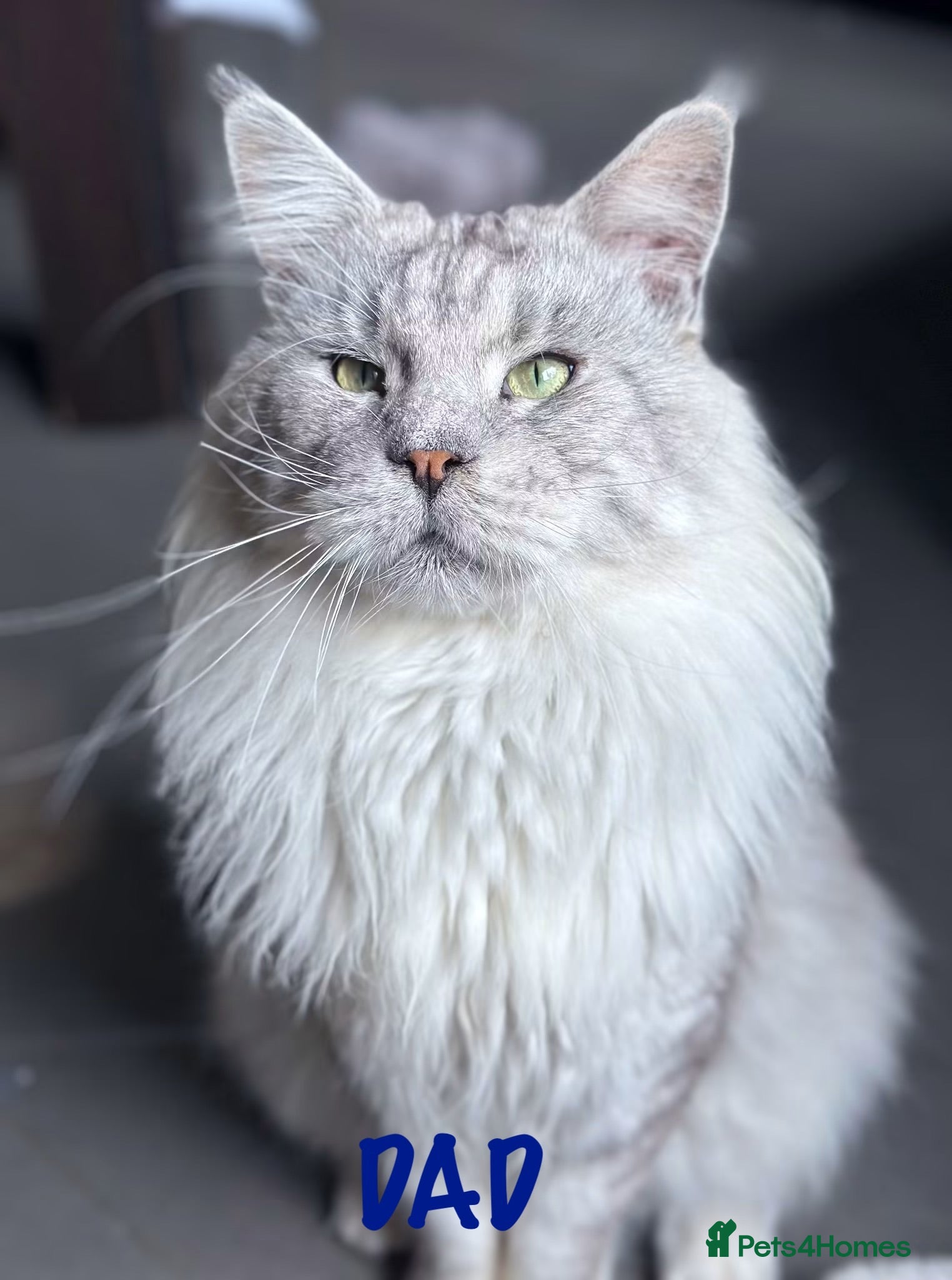 Maine Coon cats ‼️NEW LITTER NOW AVAILABLE‼️ Kittens Have Arrived - Advert 8