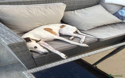 Whippet dogs for sale: K.c2 year old male whippet kennel club registered  - Image 13