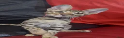 Savannah cats for sale: Pure Pedigree! Top Quality Tica Registr. Savannahs - Advert 23