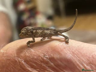 Chameleon reptiles Jackson Chameleons Xantholophus - Advert 7