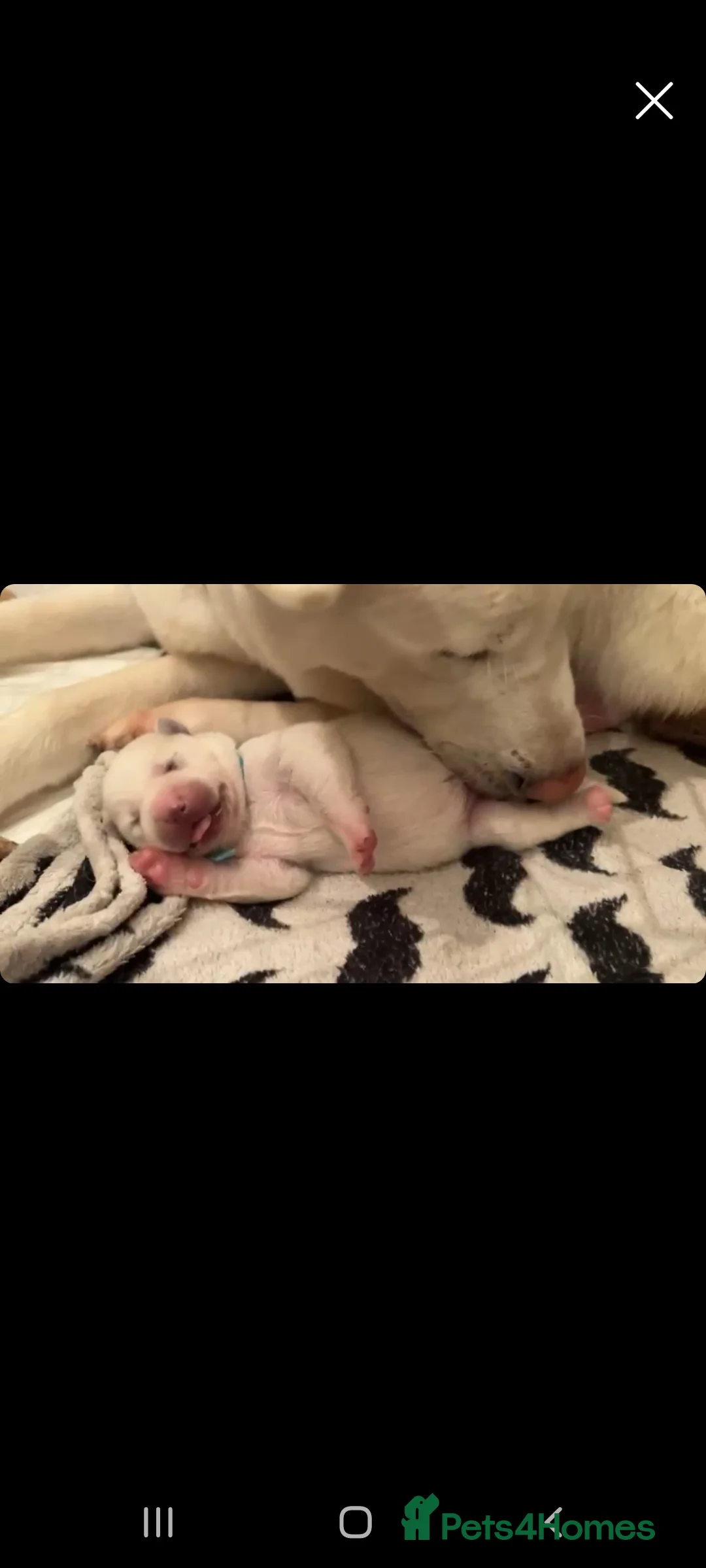 Siberian Husky dogs for stud: White Husky Proven Stud in Birmingham - Advert 5