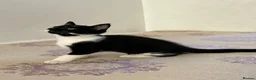 British Shorthair cats for sale: Cute British shorthair Kittens  - Advert 16