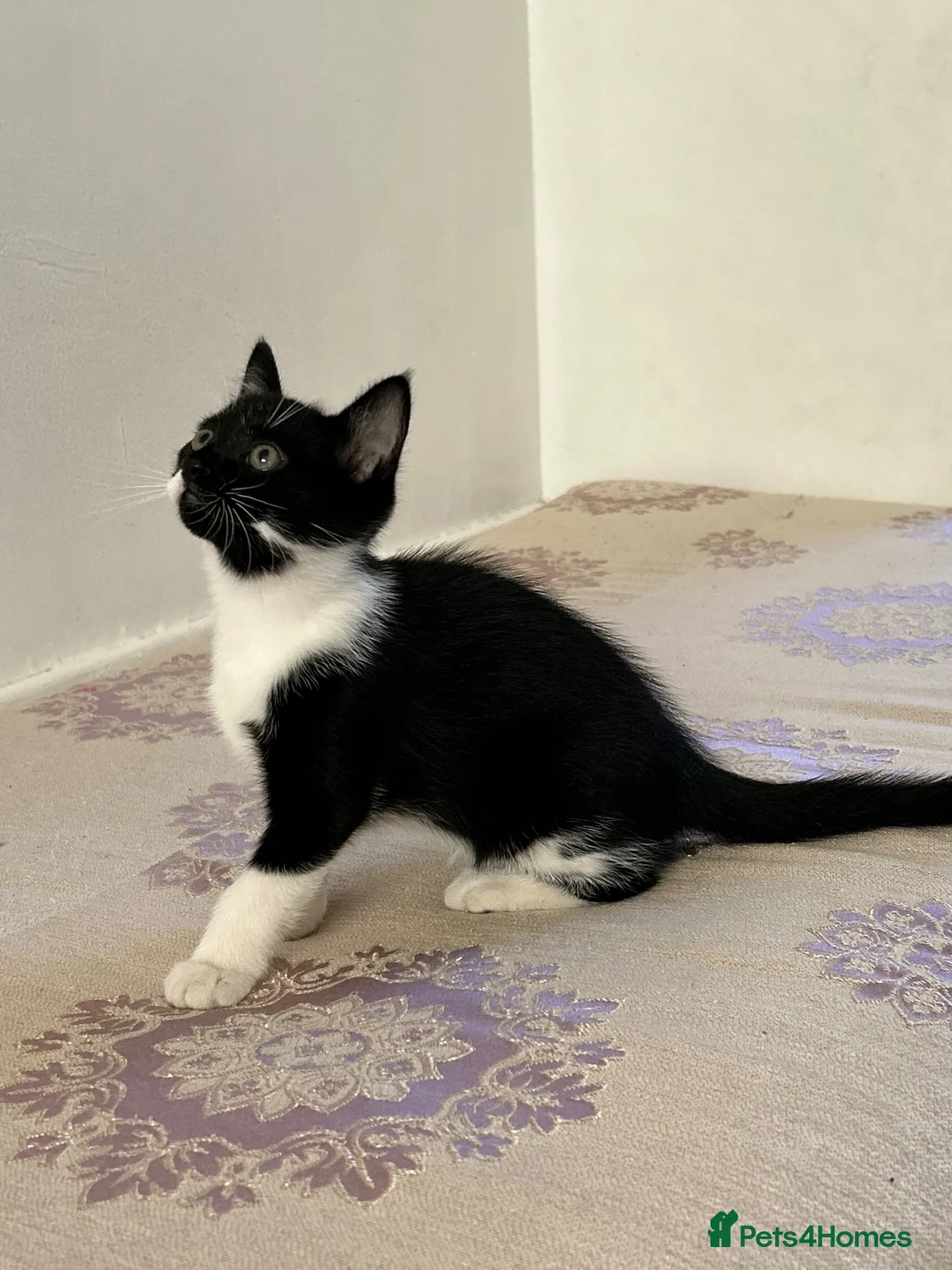 British Shorthair cats for sale: Cute British shorthair Kittens  - Advert 16