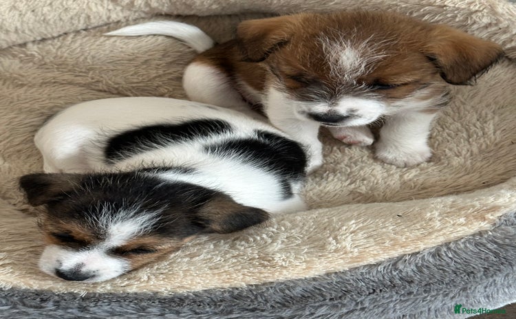 Jack Russell dogs - Advert 13