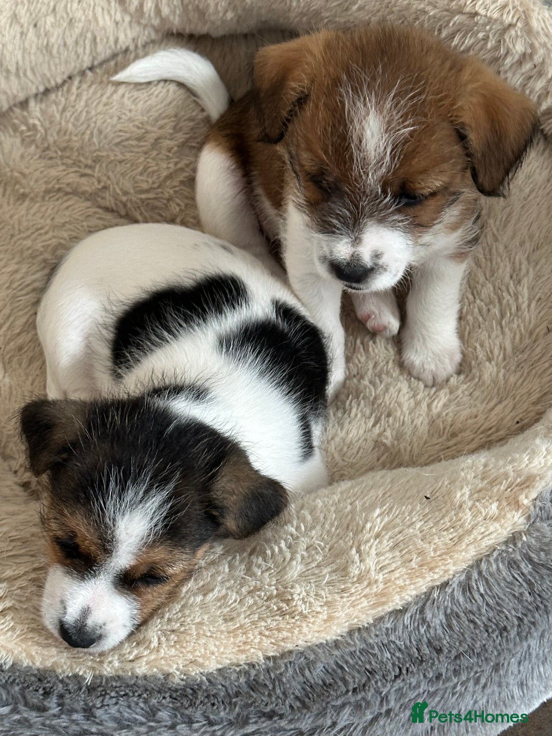 Jack Russell dogs for sale: Gorgeous Jack Russell  puppies ready now, two left - Image 1