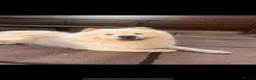 Chow Chow dogs for stud: 🦁 STUD DOG AVAILABLE — Proven Cream Chow Chow - Advert 3