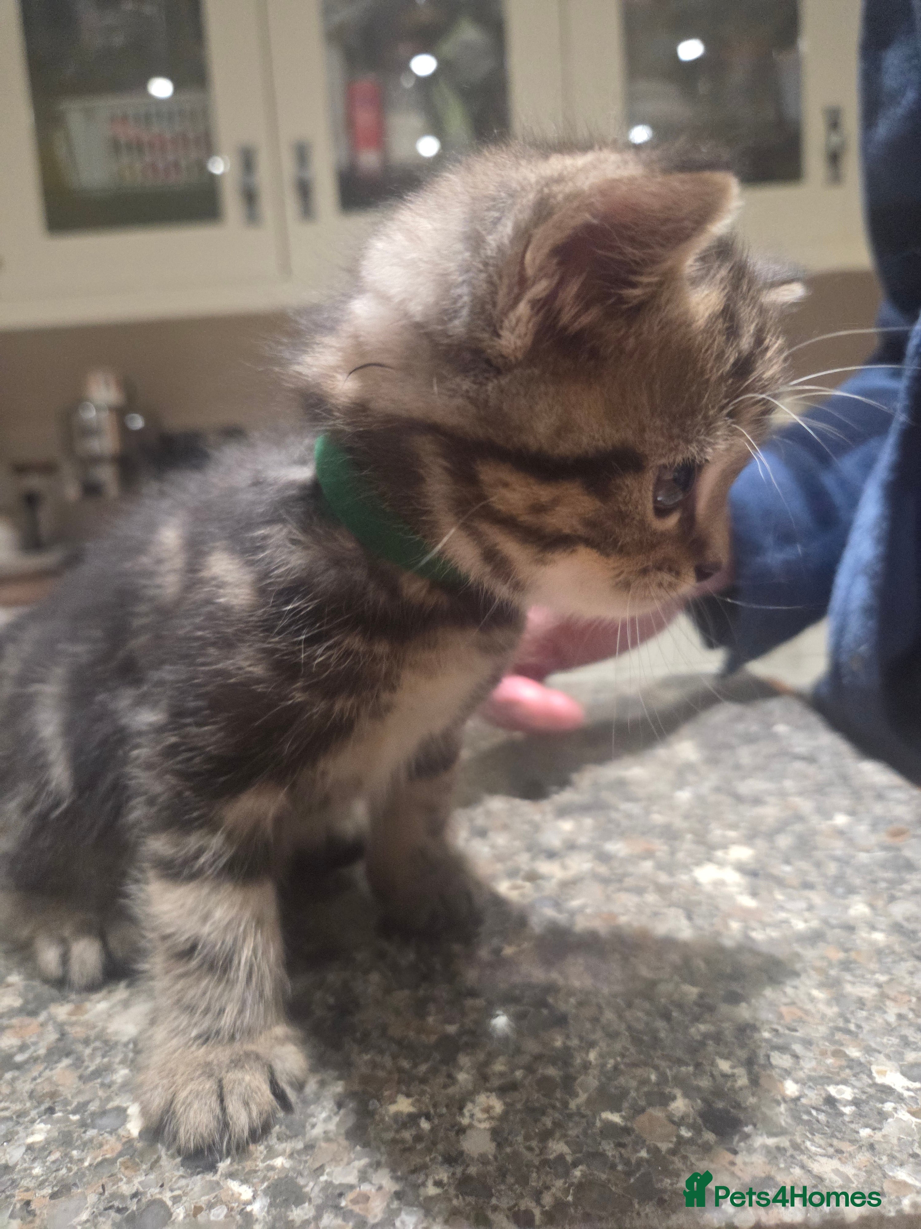 Persian cats for sale: Persian Cross tabby kittens for sale  in Warminster - Advert 8