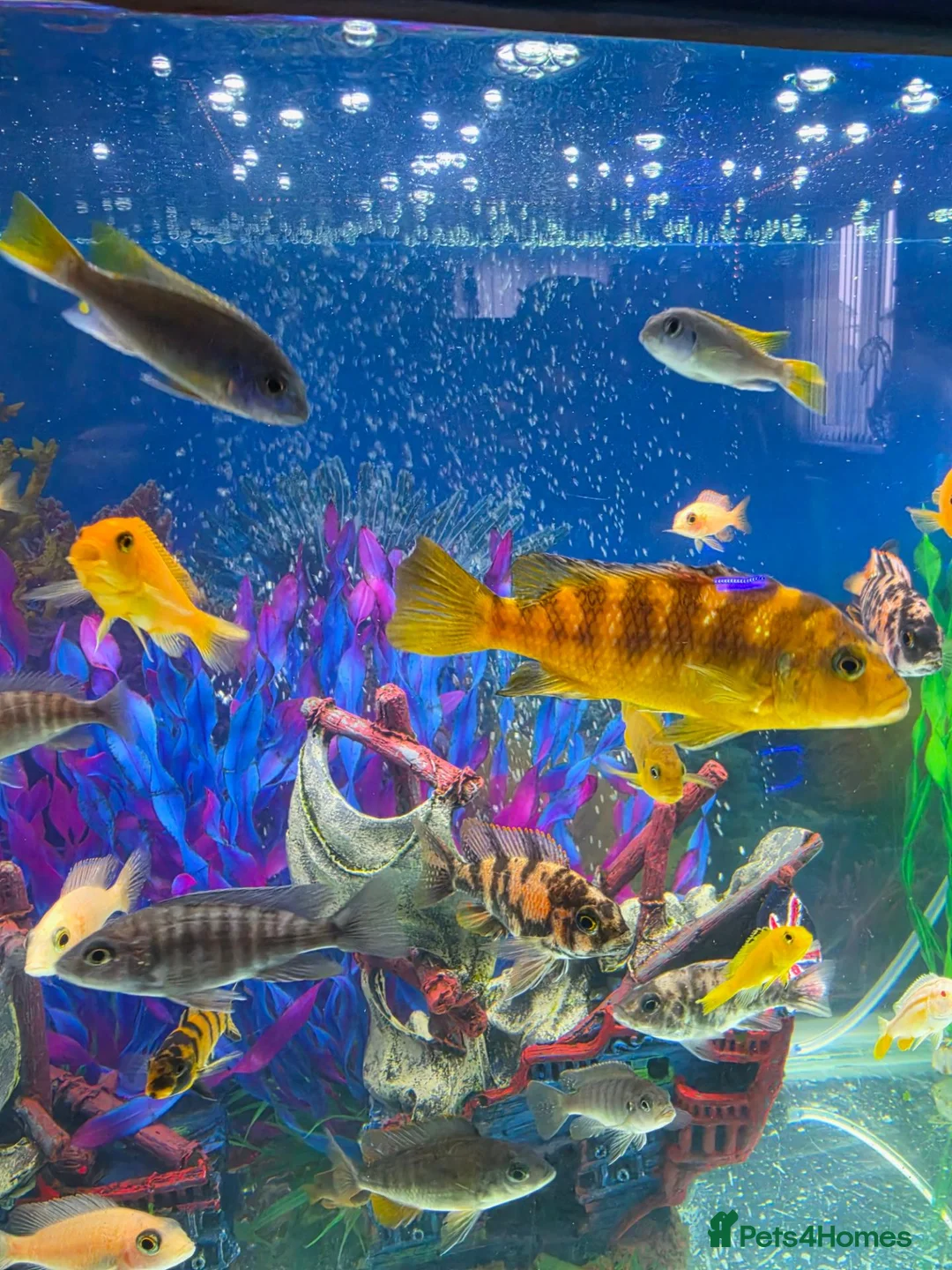 Cichlids fish for sale: Malawi fish  - Advert 2