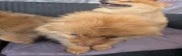 Pomeranian dogs for sale: 2 LEFT!! Purebred Cute fluffy Pomeranian Puppies! in Croydon - Advert 11