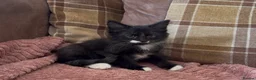 Mixed Breed cats for sale: 7 beautiful kittens  - Advert 2