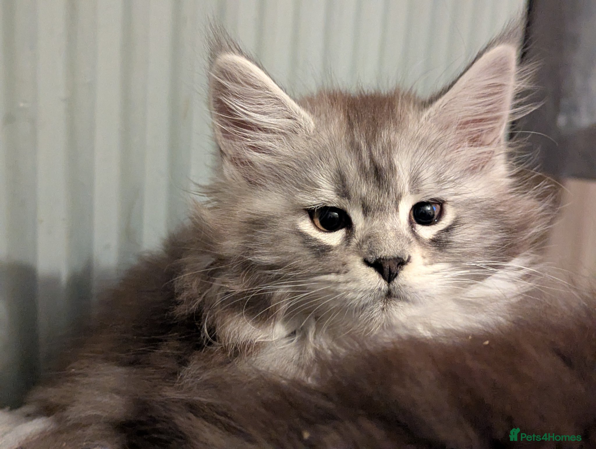 Maine Coon cats Stunning silver tabby girls *only 2 remaining* - Advert 14