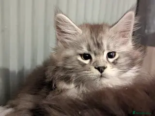 Maine Coon cats Stunning silver tabby girls *only 2 remaining* - Advert 14