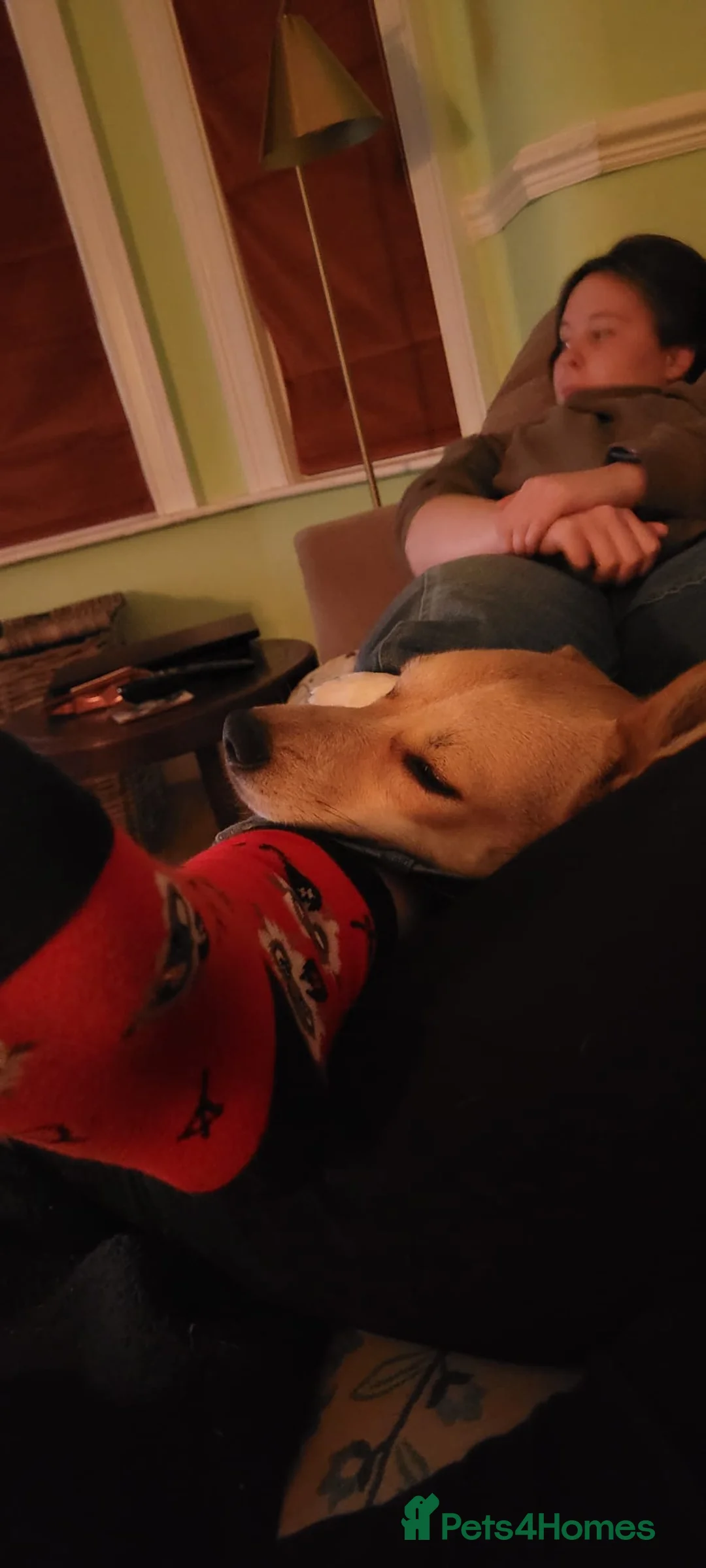 Mixed Breed dogs for adoption: ❤️ Lolly❤️- 1.5-year-old small gentle girl  - Advert 14