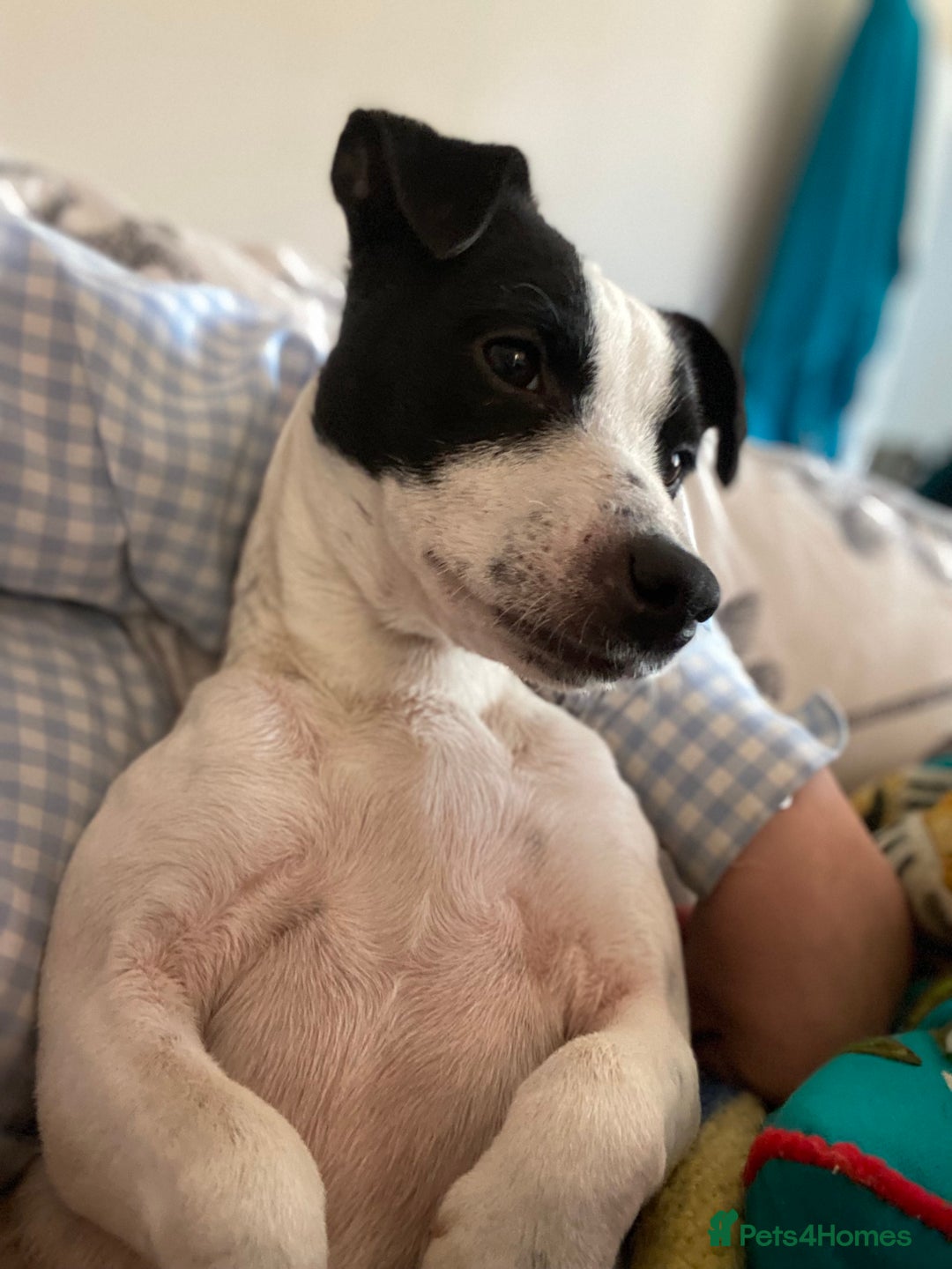 Jack Russell dogs for sale: Adorable Jack Russell Puppies in Northampton - Image 3