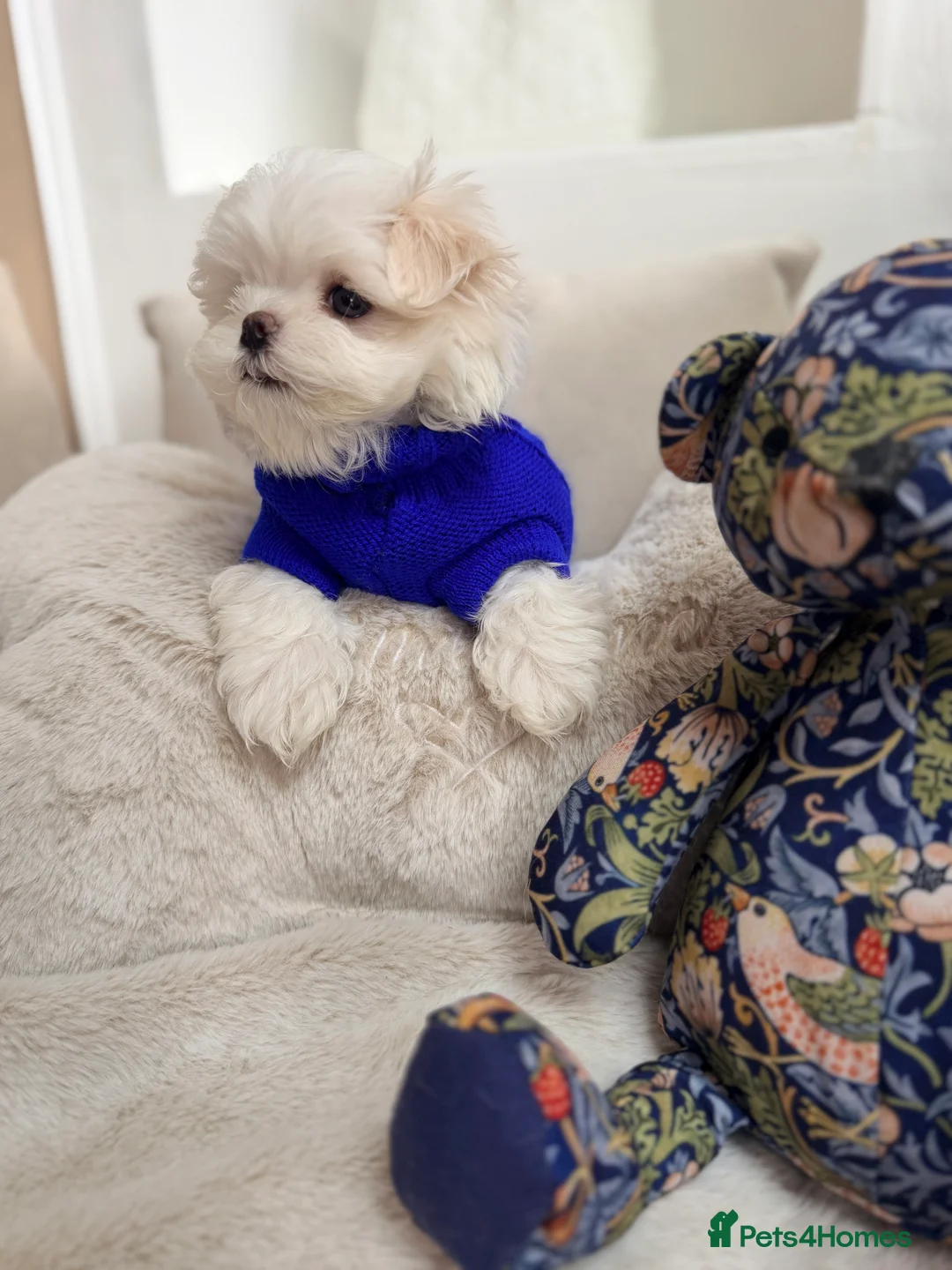 Maltese dogs for sale: Bambelina Full Korean Bloodline Maltese - Advert 12