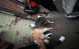 Akita dogs for stud: Chico’s finding LOVE… in Birmingham - Image 6