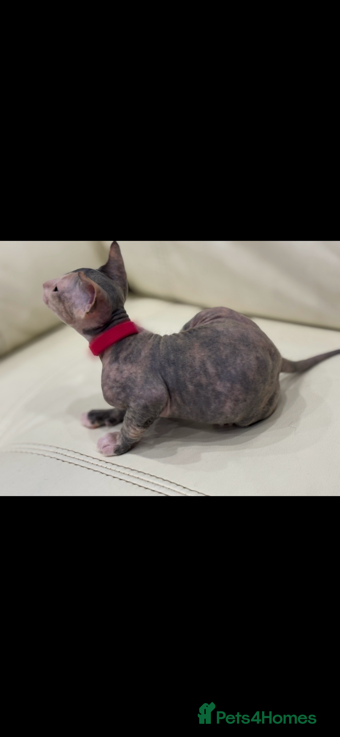 Sphynx cats for sale: Donskoy - Advert 21