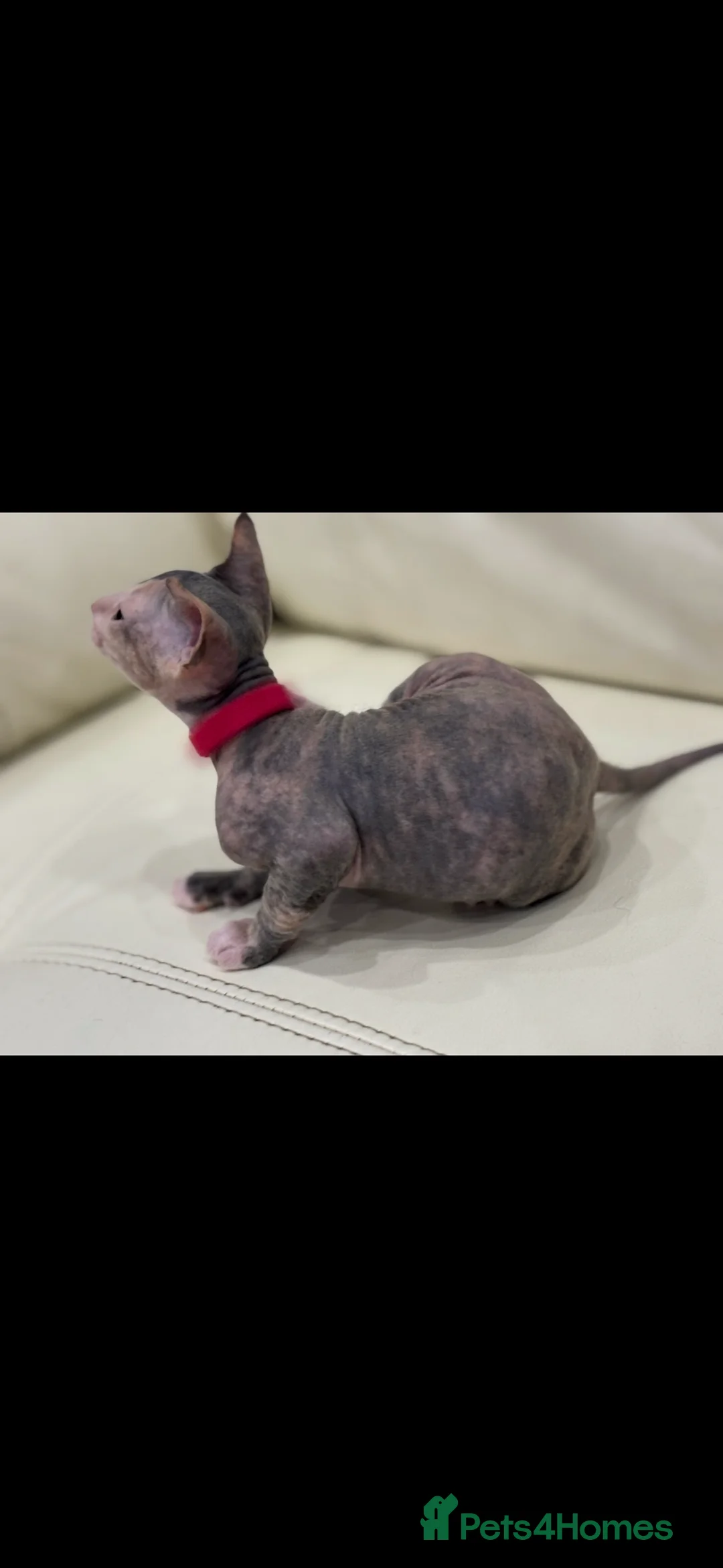 Sphynx cats for sale: Donskoy - Advert 21