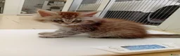 Maine Coon cats for sale: Beautiful Maine coons  - Advert 6