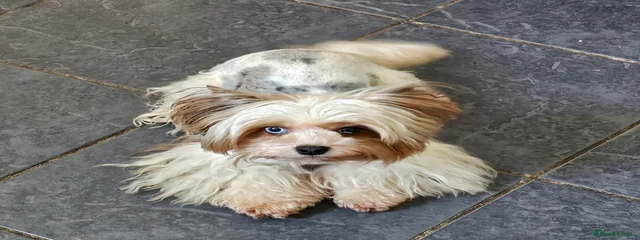 Izzy