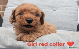 Yorkiepoo dogs for sale: Reduced price as  Last  little girl ready to leave in Barnsley - Image 2
