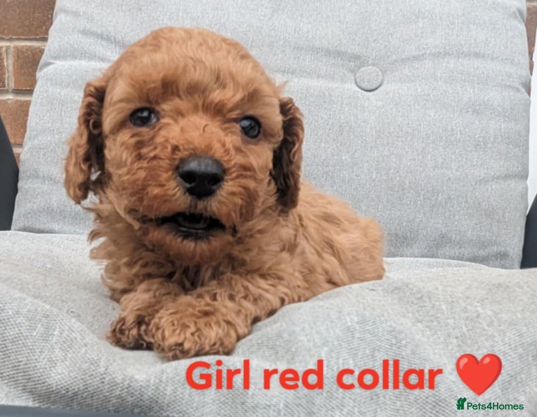 Yorkiepoo dogs for sale: Reduced price as  Last  little girl ready to leave in Barnsley - Image 2