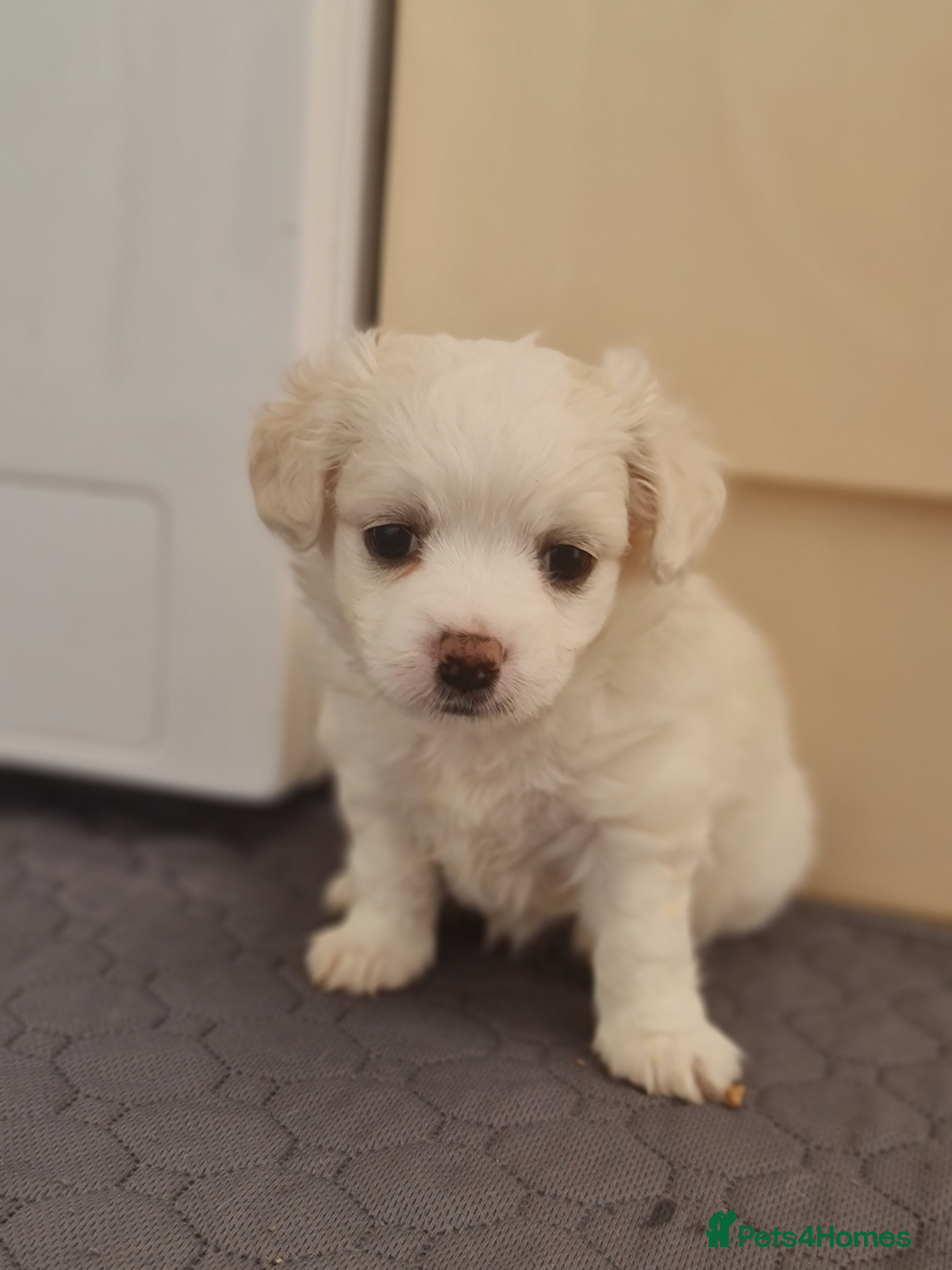Bichon Frise dogs Gorgeous bichion frize puppies  - Advert 4