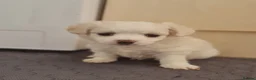 Bichon Frise dogs for sale: Gorgeous bichion frize puppies  - Advert 11