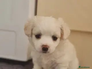 Bichon Frise dogs Gorgeous bichion frize puppies - Advert 4