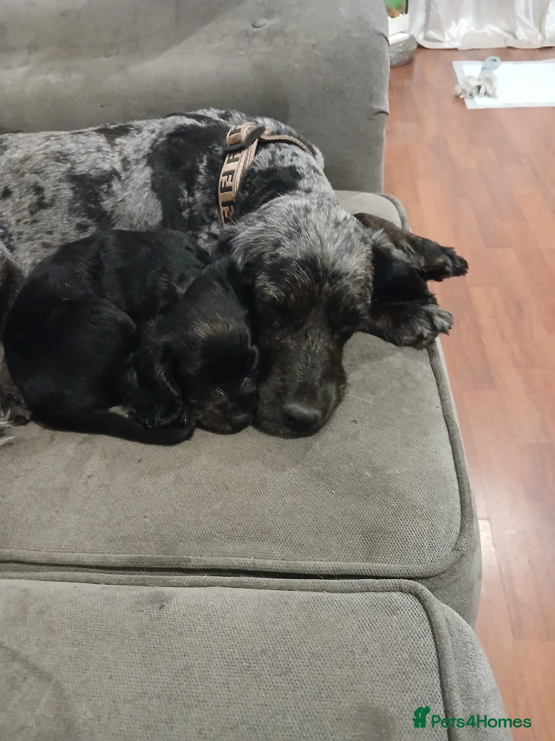 Cocker Spaniel dogs for sale: Beautiful last cocker spaniel female  - Advert 4