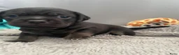 Mixed Breed dogs for sale: Dachshund x pug in Bathgate - Advert 12