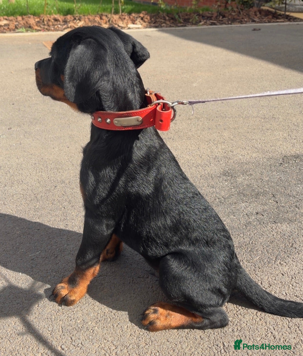 Rottweiler dogs  Rear top kc Champion rottie pups for sale ready  - Advert 8