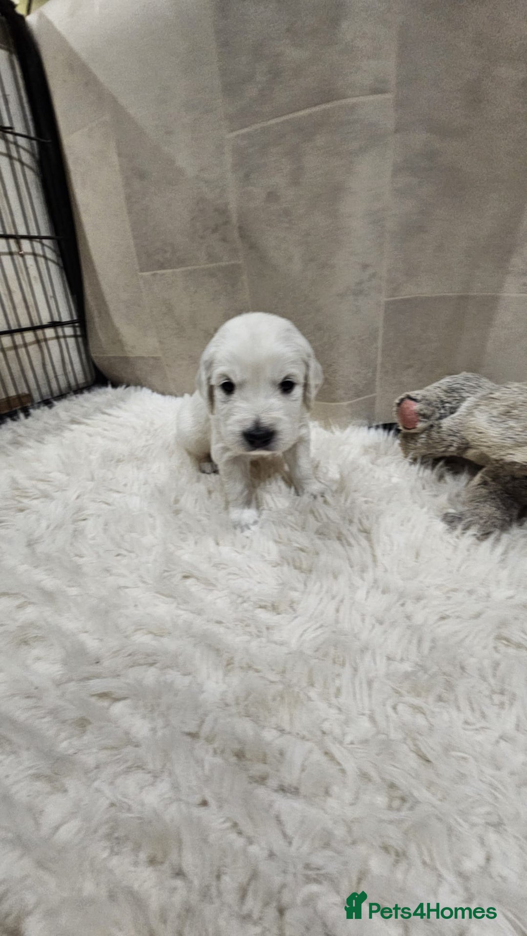 Golden Retriever dogs for sale: 🌟Beautiful Golden Retriver puppies 🐾 - Advert 7