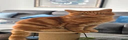 Mixed Breed cats for sale: Ginger Male Neutered - 2 years old in Birmingham - Advert 9