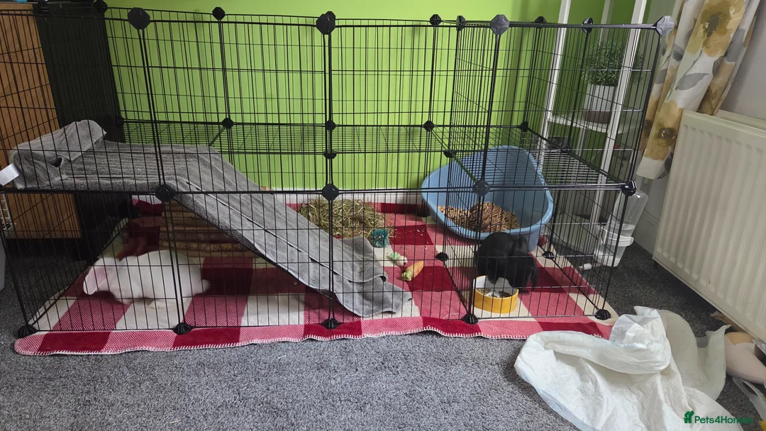 Mixed Breed rabbits for sale: 2 male rabbits and starter kit  in Airdrie - Advert 5