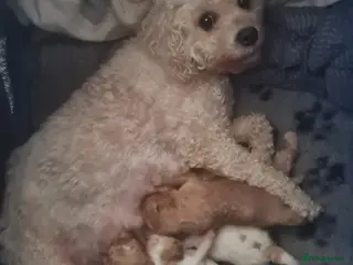 Cavapoo dogs Beautiful Cavapoo Puppies - Advert 6