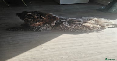 Cockapoo dogs - Advert 3